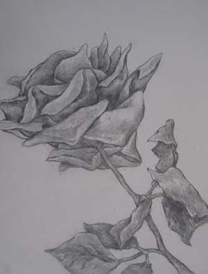 Pencil Rose