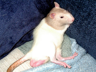 Young Male Rat